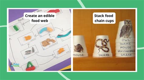 25 Fun Food Web and Food Chain Activities - ReportWire