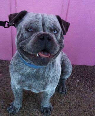 a dog is standing in front of a pink wall with the caption bulldog x australian cattle