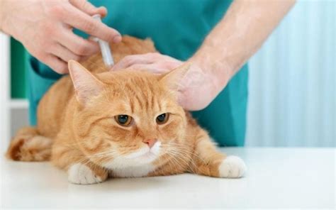 Feline Calicivirus - All You Need to Know About It - I Love Veterinary