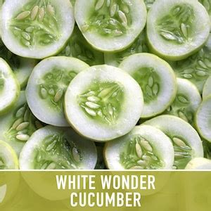 White Wonder Cucumber Seeds Heirloom, Organic, Non-gmo, White Cucumber, Slicing Cucumber, Mild ...