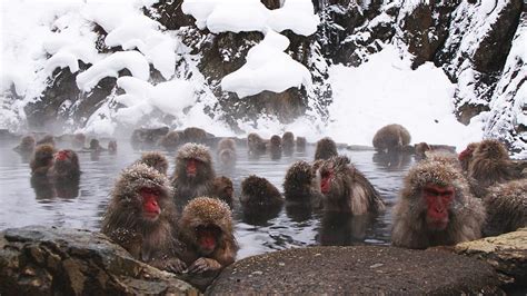 Jigokudani Monkey Park (Snow Monkeys) - Yamanouchi Travel