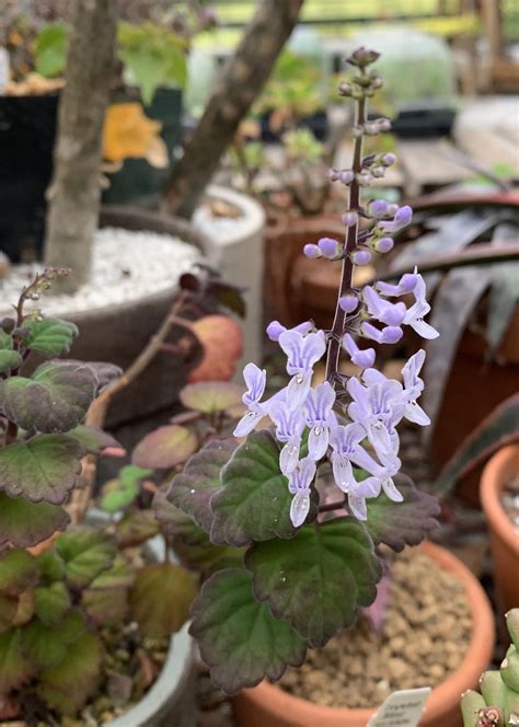 Plectranthus ernstii is free with the flowers : r/Caudex