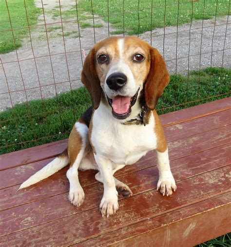 Beagle Puppy Adoption Maryland | Beagle Puppy