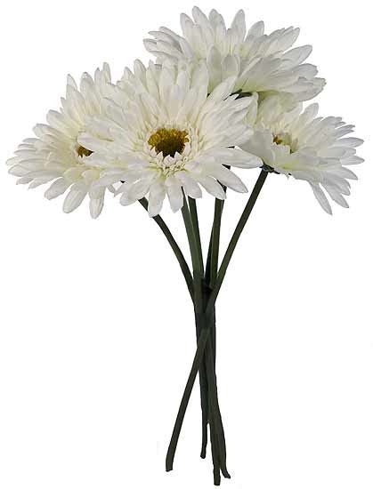 flowers for flower lovers.: White gerbera daisy flowers.