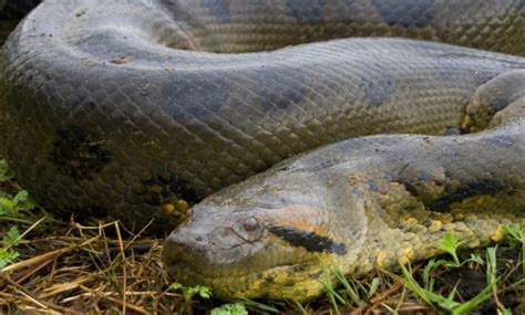 What is the largest green anaconda ever recorded - jcpase