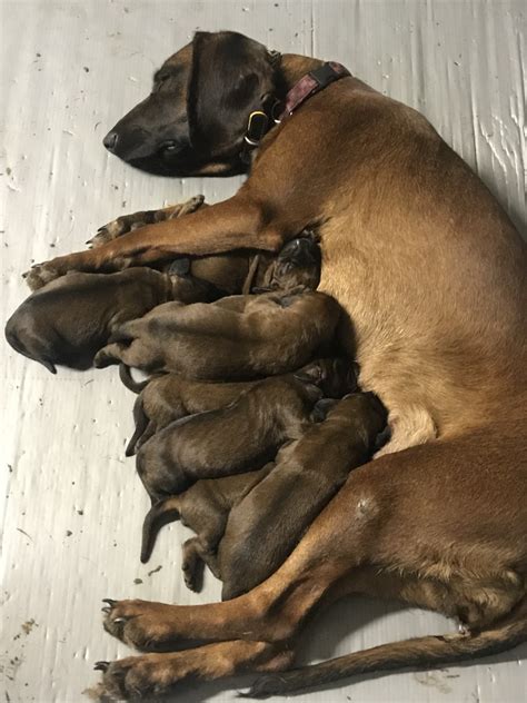 Bavarian Mountain Hound Puppies For Sale | Nashville, MI #341183