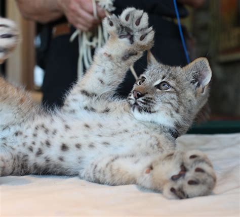 Baby Canadian Lynx | Evolved from the North American bobcat … | Flickr