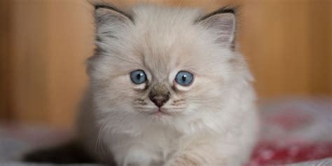 Questions for Ragdoll Cat Breeders to Sniff Out Kitten Farmers