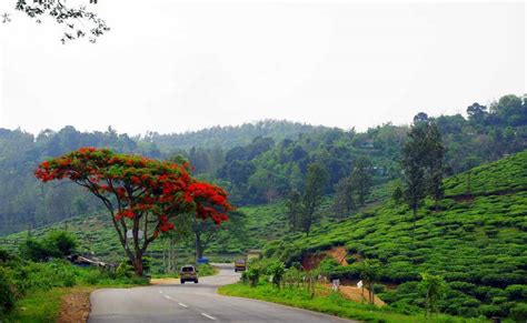 Must Visit hill Stations of South India