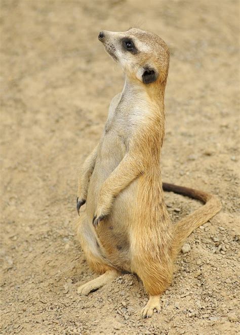 Meerkat Alert Stock Images - Image: 9630334