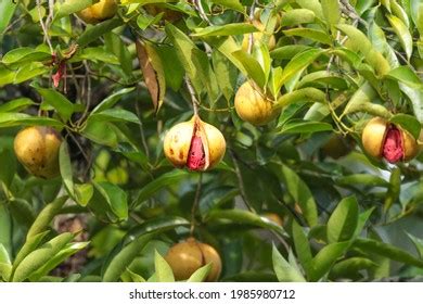 2,352 Myristica fragrans Images, Stock Photos & Vectors | Shutterstock