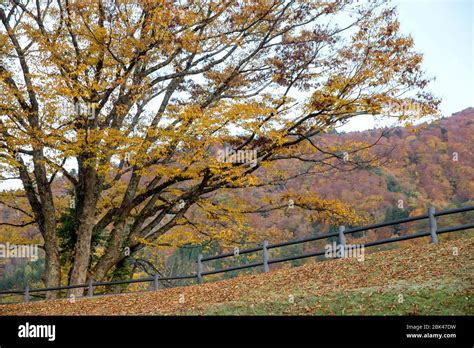 Beautiful fall scene in Japan Stock Photo - Alamy