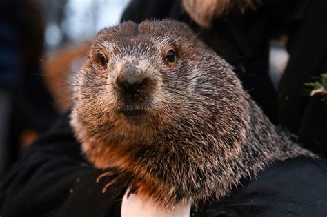 Groundhog Day 2023: Did Punxsutawney Phil see his shadow? - nj.com