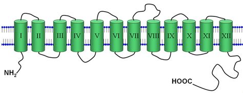 Protein - Pendred syndrome & the SLC26A4 gene