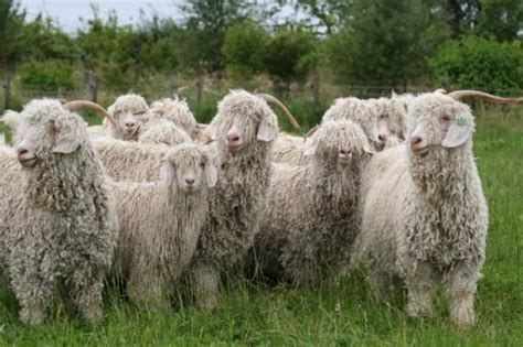 Similar to wool but made from the fiber of the Angora goat, mohair is known for it's resiliency ...