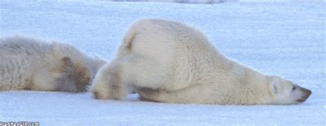 Polar Bear Monday GIF - Find & Share on GIPHY