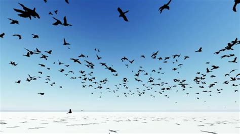 130+ Crow Fly Distance Stock Photos, Pictures & Royalty-Free Images ...