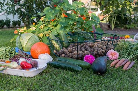 Fall Garden Guide: Grow The Best Fall Veggies- Epic Gardening