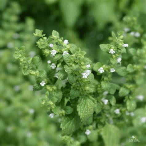 Bee Balm vs Lemon Balm (A Quick Beginner Gardeners Guide)