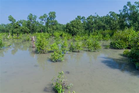 Flooded Forest at Hiron Point in Sundarbans, Banglade Stock Photo - Image of mangrove, point ...