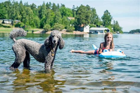 12 Water Dogs Who Will Splish and Splash Their Way to Your Heart