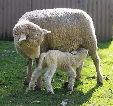 Ewe Feeding Lamb by Digimaree on DeviantArt