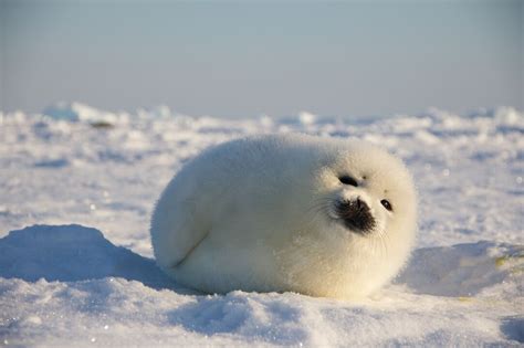 Snow Seal Pup