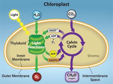 Chapter 23: Photosynthesis: Light-dependent Reactions – Introductory Biology I