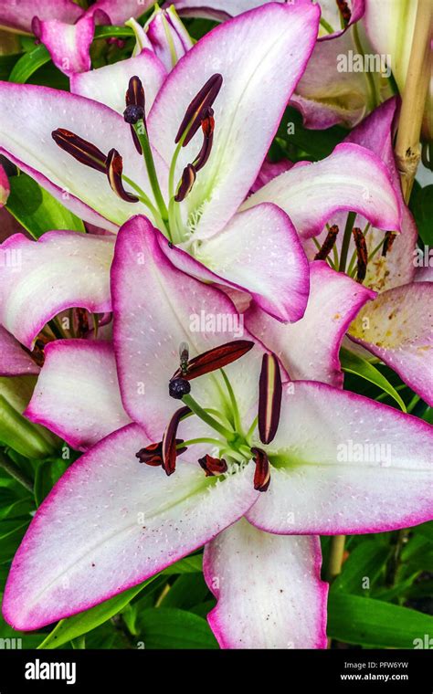 Oriental lily, Lilium " The Edge ", Oriental lilies, Lilium oriental ...