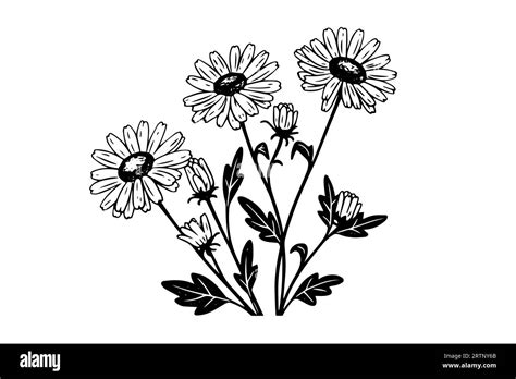 Hand drawn chamomile ink sketch. Daisy bouquet engraving vector ...