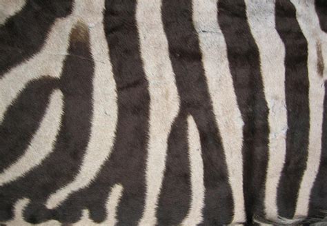 Zebra Skins - African Gameskin