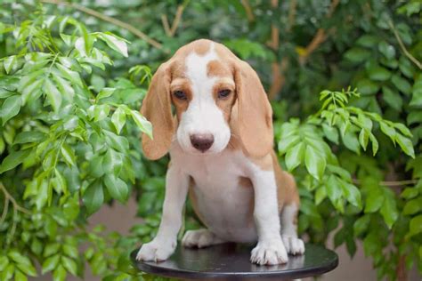 Lemon Beagle: A Guide to the Rare Beagle Color (With Pictures)