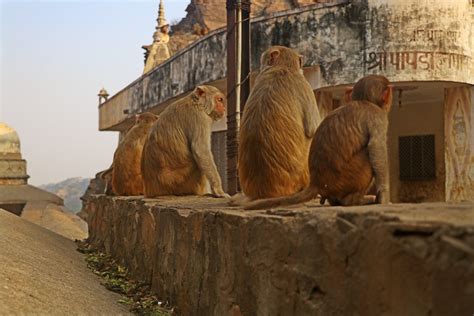 Monkey Temple Galtaji Jaipur Rajasthan India in 2020 | Rajasthan india, Rajasthan, Jaipur