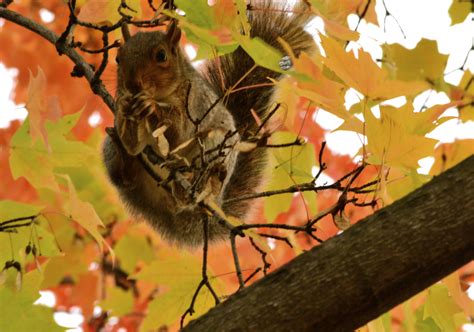 A squirrel on a branch, surrounded by colorful autumn leaves | Squirrel, Wildlife photos, Autumn ...