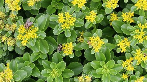 30 SEDUM YELLOW Ground Cover aka STONECROP Succulent | Etsy