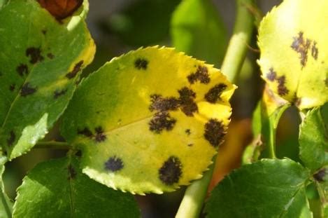 Black Spot Fungal Disease Overview - Gardening Channel