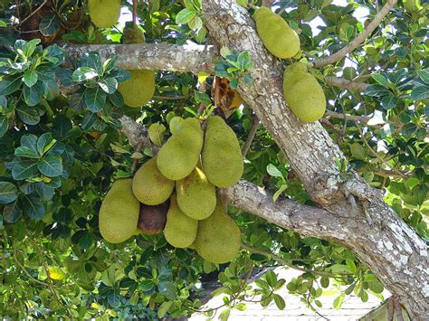 We love Our Bangladesh: Jackfruit (Kathal) -National Fruit of Bangladesh