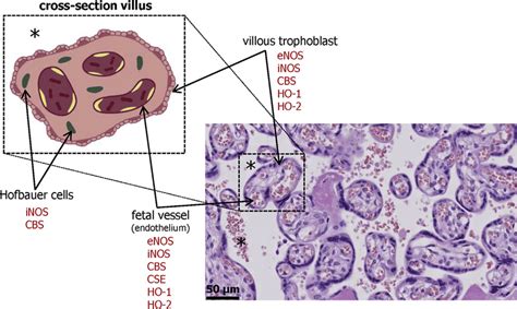 Schematic overview and histology indicating the different cellular... | Download Scientific Diagram