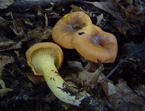 Cantharellus lewisii at Indiana Mushrooms