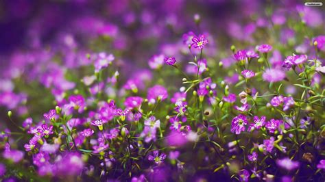 Free download wallpapers flower flowers purple wallpaper 1920x1080 ...
