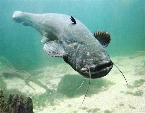 Wels Catfish Facts: What is a Wels Catfish? - HookedOnCatfish