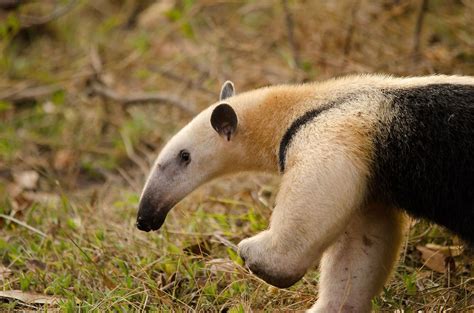 Southern Tamandua closeup - by Ferdy Christant - JungleDragon | Rare ...