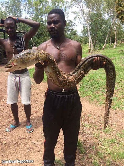 See this snake like fish caught in River Malawi | OddNaija