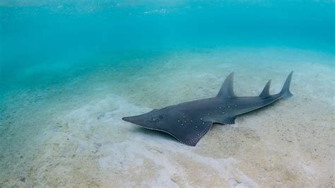 More Shark, Ray Species Could Gain Protections in 2019 | The Pew ...