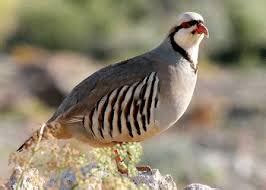 Chukar partridge: National Bird of Pakistan | Interesting Facts About Chukar Partridge