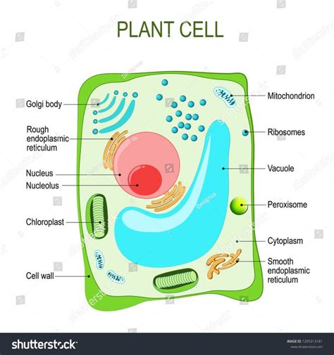 Eukaryotic Plant Cell Diagram Labeled