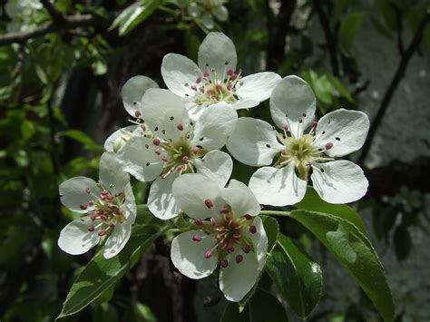 Rikcha:Pear blossoms.jpg - Wikipidiya