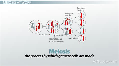 Crossing Over in Meiosis | Overview & Examples - Lesson | Study.com