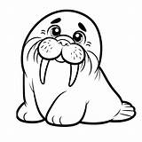 Walrus Coloring Pages 30  Gem sketch template