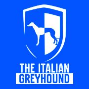 The Italian Greyhound